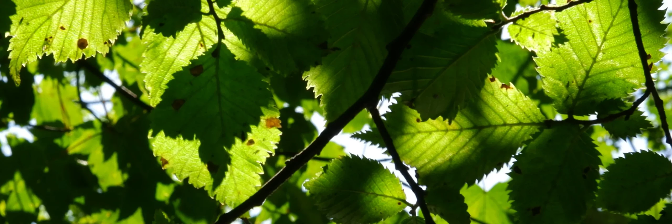 Sunlight shines through beech leaves to decorate this page.