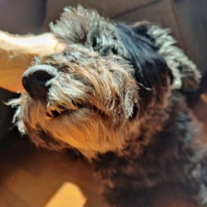 My dog enjoys head scritches and sunshine.